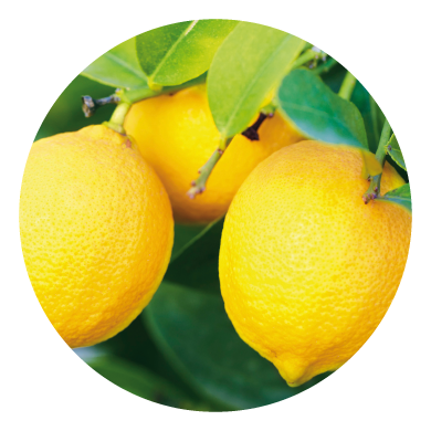 Limoni biologici Femminello